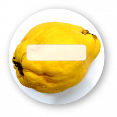 Quitten