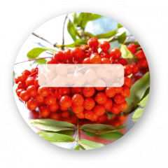 Vogelbeeren