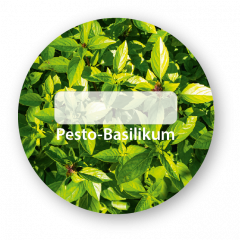 Pesto-Basilikum